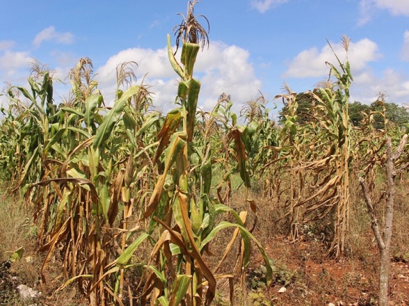 Afecta sequía 28 mil hectáreas de producción de maíz: SEFADER