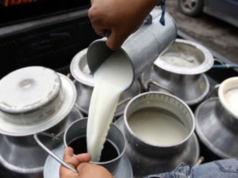 Afecta sequía a productores lecheros en Michoacán