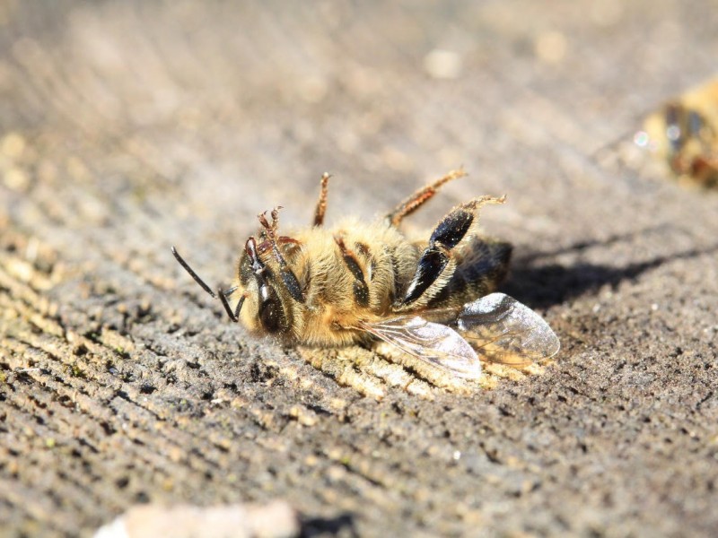 Afecta sequía a supervivencia de abejas