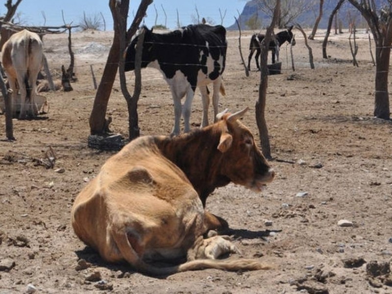 Afecta sequía e incendios a ganado en Chiapas