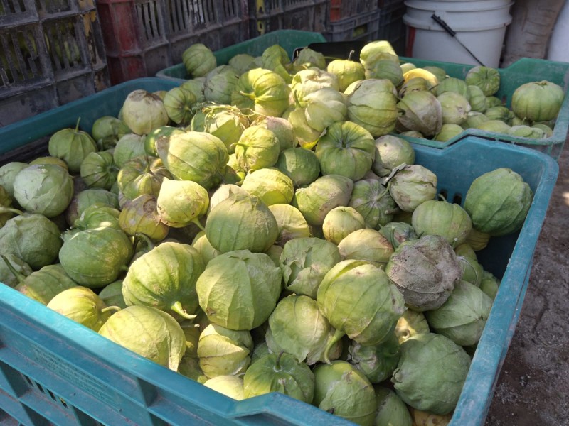 Afectación cultivos de Necoxtla mínimos tras granizada