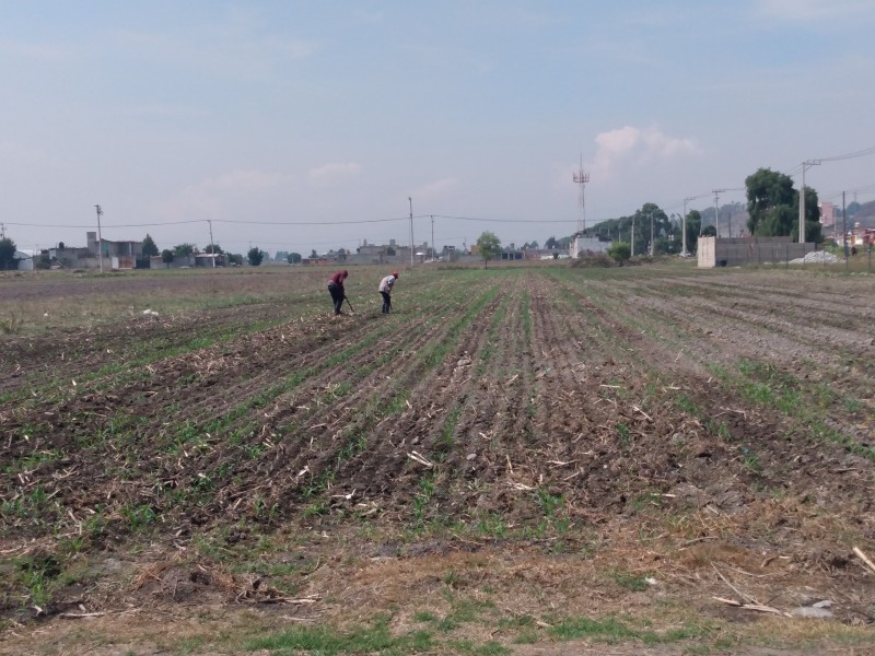 Afectaciones en campos de cultivo de Metepec por lluvias