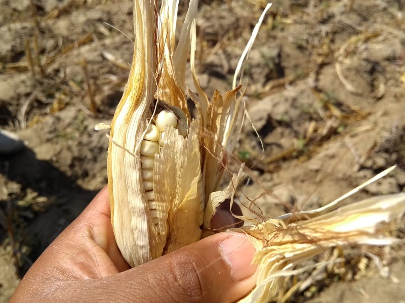 Afectaciones en la siembra en Jalapa del Marqués