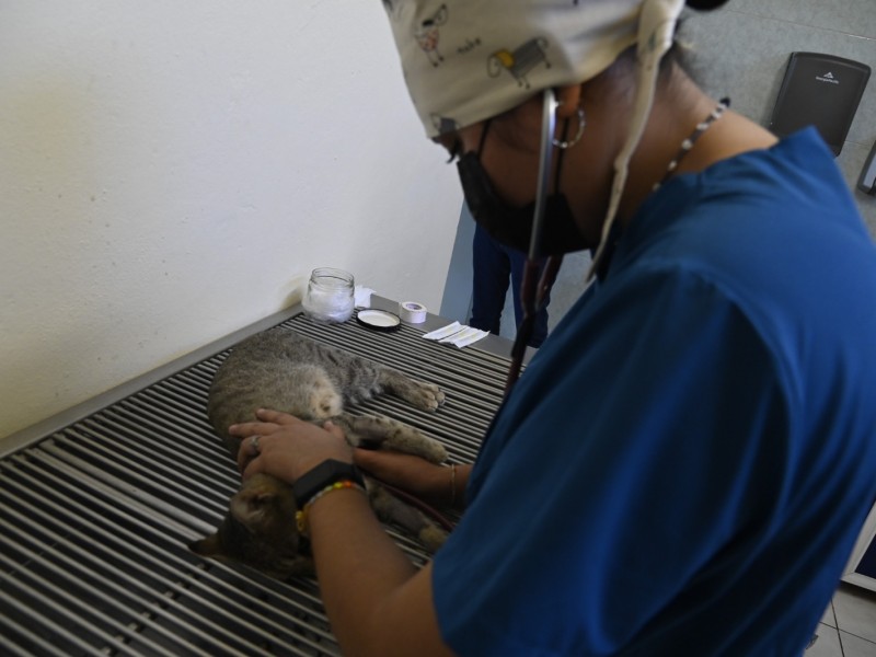 Afectaciones por el uso de la pirotecnia en mascotas