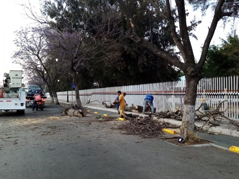 Afectaciones por fuertes vientos en Querétaro