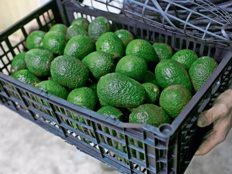 Afectada producción de aguacate nayarita por incendios y mal clima