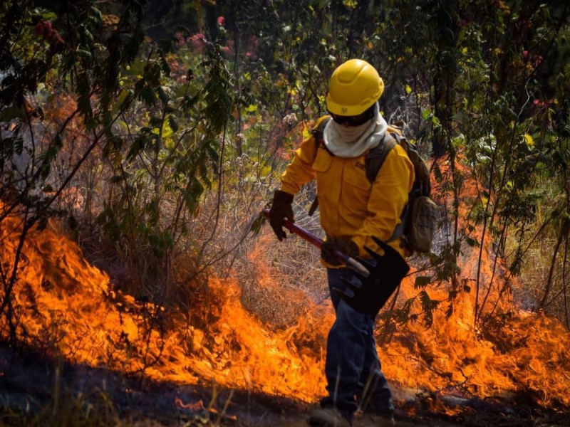 Afectadas 7 mil hectáreas por incendios forestales