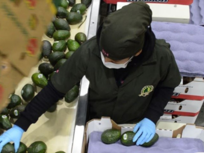 Afectados 400 mil empleos por suspensión de exportación de aguacate