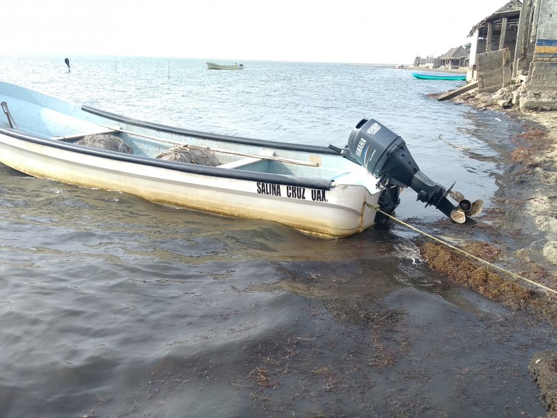 Afectan algas en la Agencia Playa Vicente