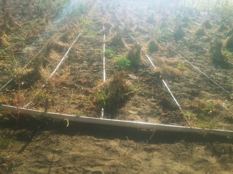 Afectan bajas temperaturas a productores locales