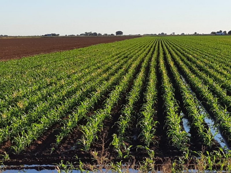 Afectan heladas cultivos en el Yaqui