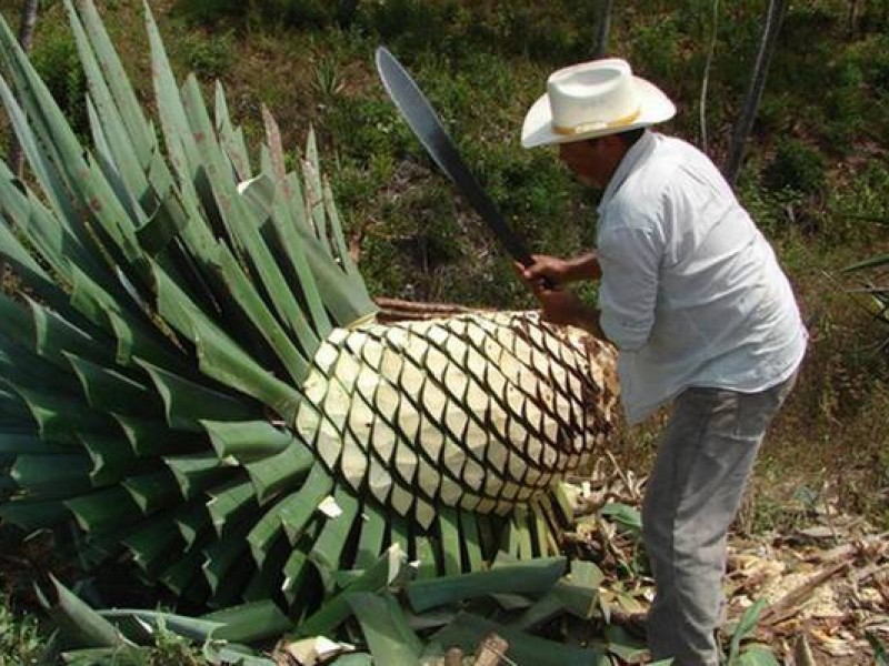 Agave; la reingeniería del campo chiapaneco