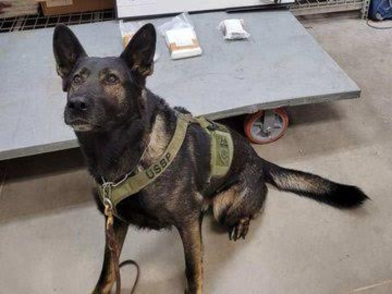 Agente canino descubre drogas en vehículo