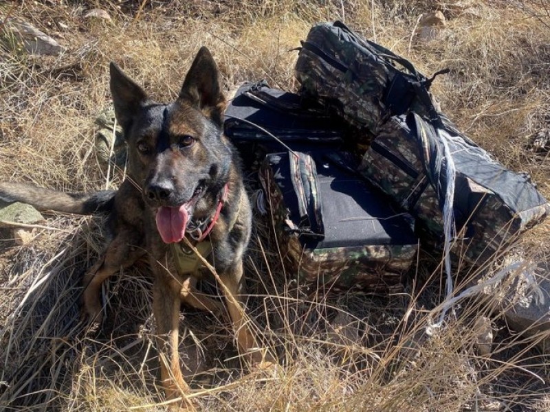 Agente canino encuentra 46 kilogramos de metanfetamina en bosque.