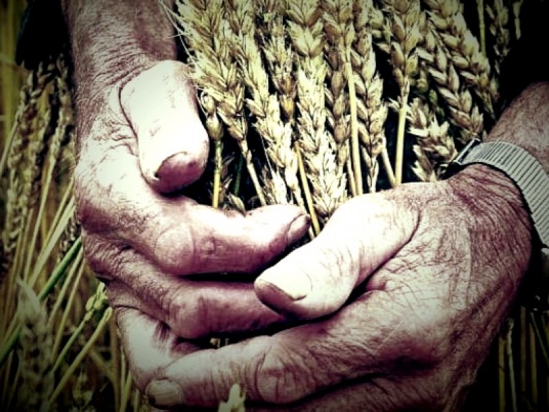 Agobiados agricultores de trigo ante inminente quiebra