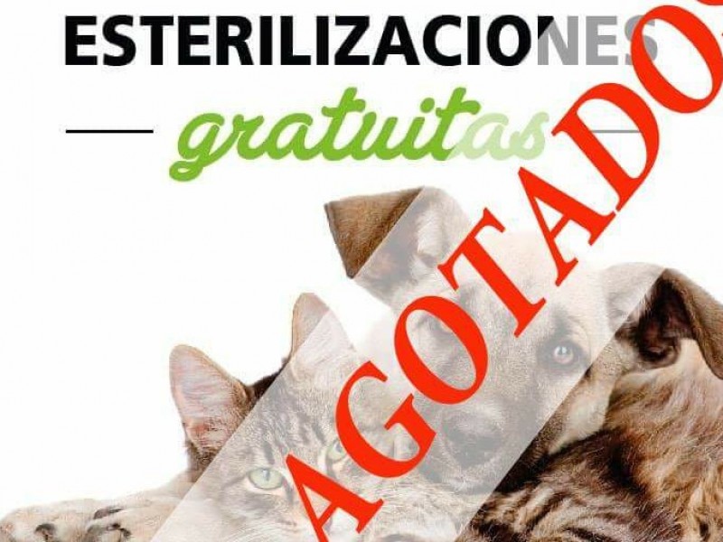 Agotados espacios para campaña gratuita de esterilización canina