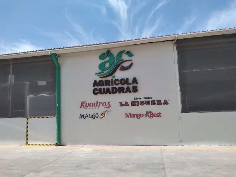 Agrícola Cuadras, empresa familiar dedicada a la producción de mango