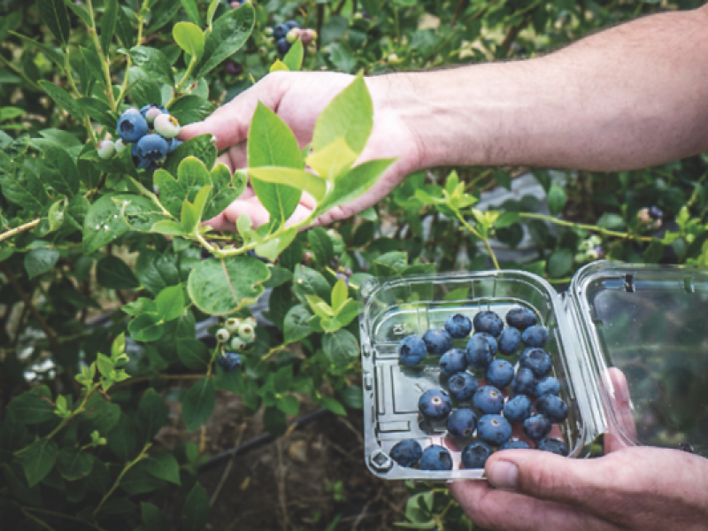 Agricultores buscan evitar intermediarios para comercializar sus productos