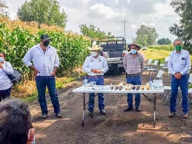 Agricultores buscan nuevas variedades de maíz para mejorar productividad