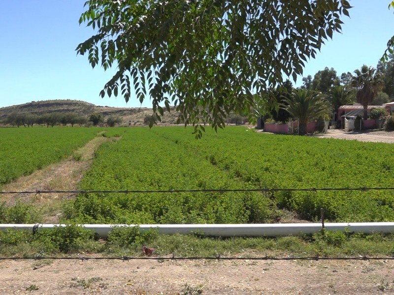 Agricultores de Durango cambian cultivos por crisis climática y económica