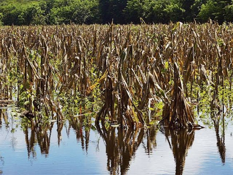 Agricultores de la Frailesca reportan afectaciones por fuertes lluvias