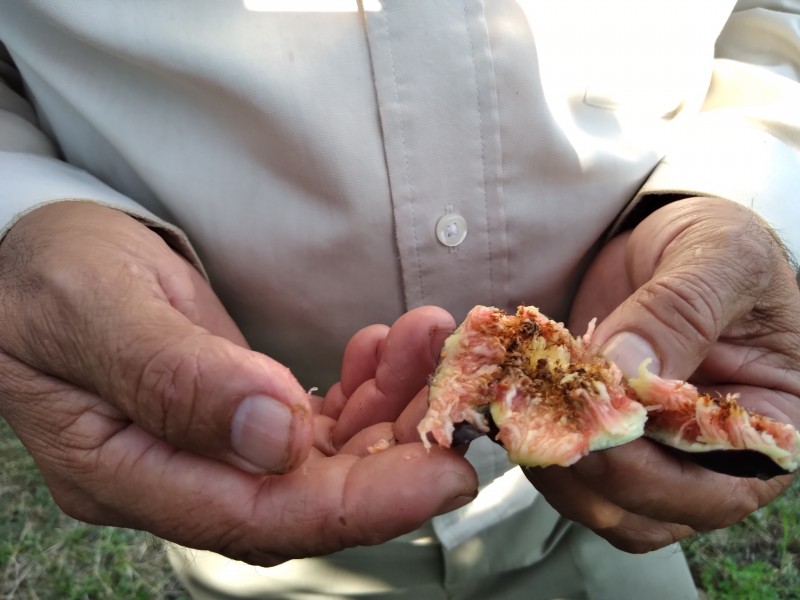 Agricultores de la región Zamora sin apoyos estatales