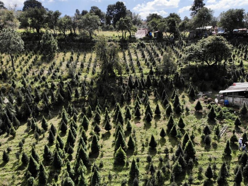 Agricultores de México preparan árboles de navidad