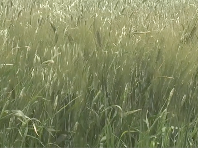 Agricultores de trigo a la espera de compensación