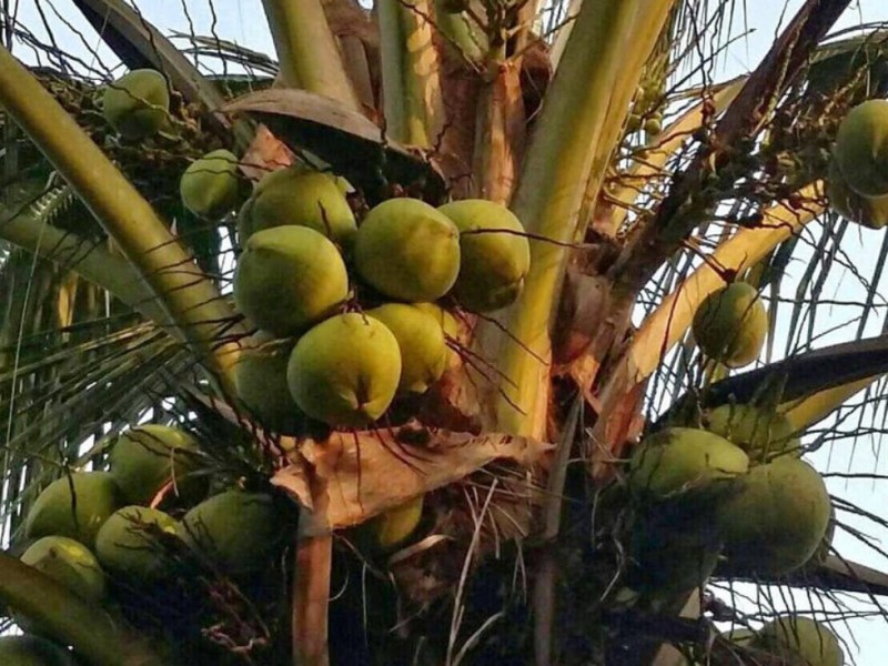 Agricultores de Tuxpan apuestan a la siembra de coco