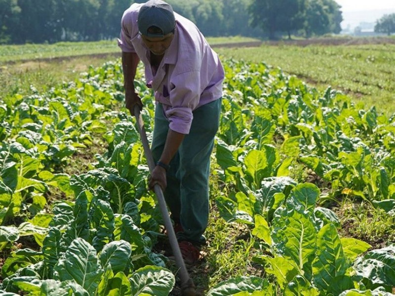 Agricultores de Tuxpan preocupados por los frentes fríos