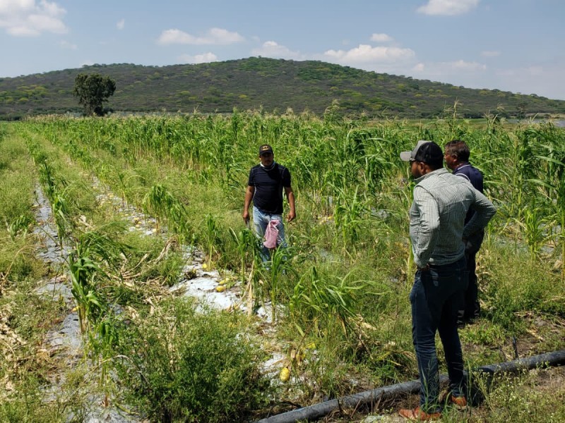 Agricultores de Vista Hermosa afectados por granizadas 