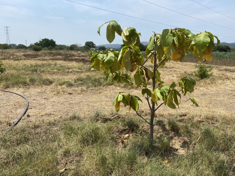 Agricultores declaran a Salina Cruz como zona de desastre natural