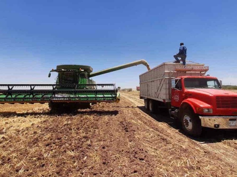 Agricultores del Valle del Yaqui, esperan resultados positivos