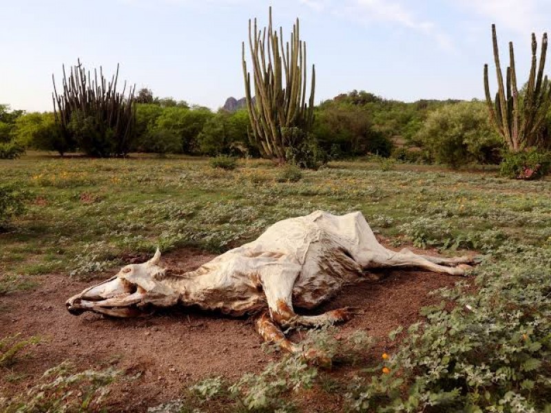 Agricultores, empiezan a sacrificar animales debido a la sequía