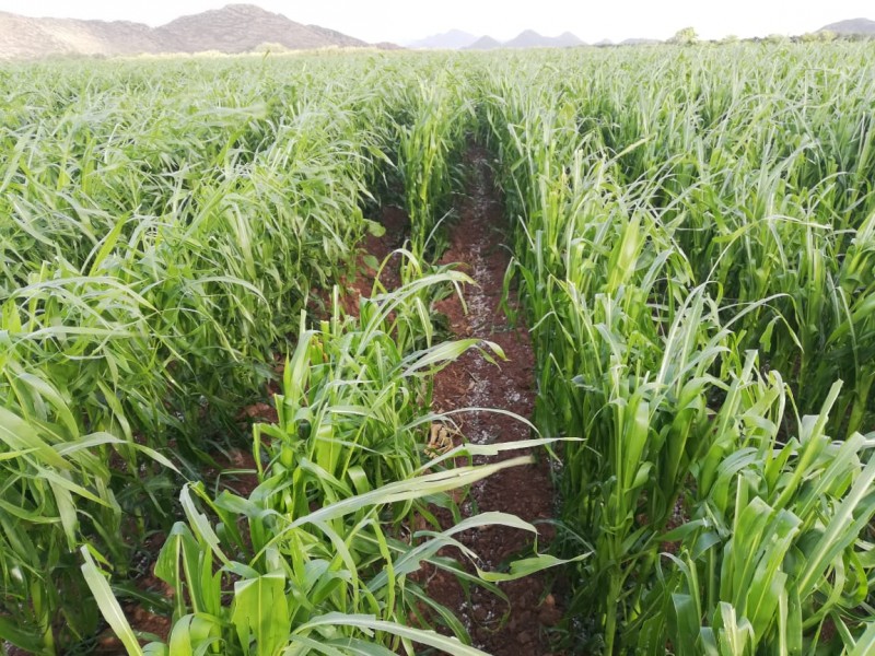 Agricultores en tiempo para restablecer cultivos:SAGARPA