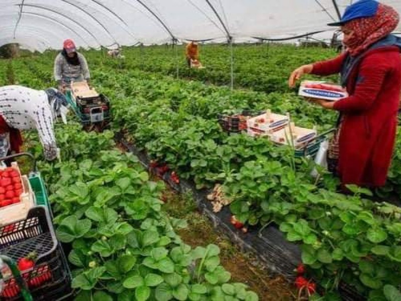 Agricultores enfrentan escasez de mano de obra en el campo