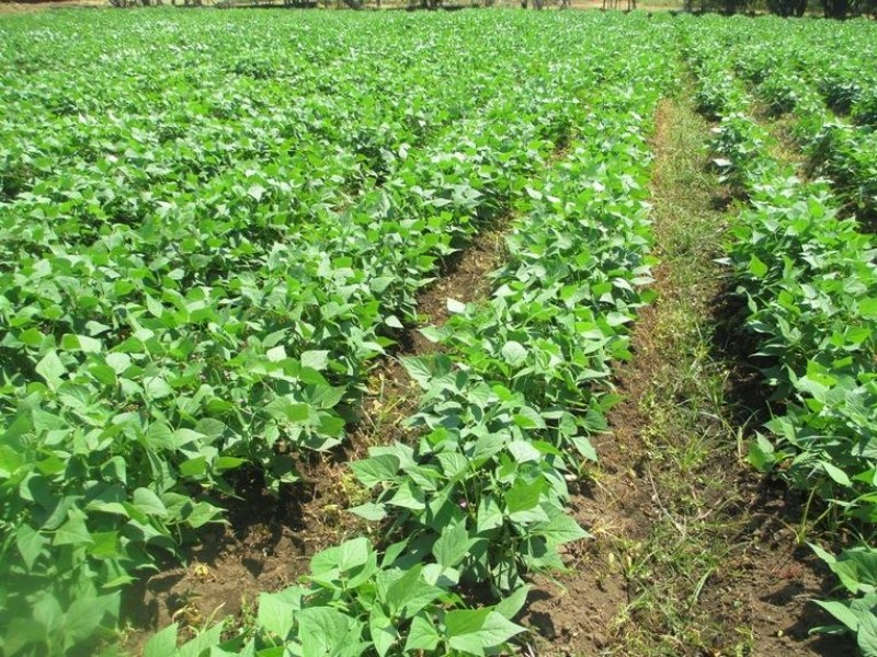 Agricultores enfrentan retos para la comercialización de sus productos