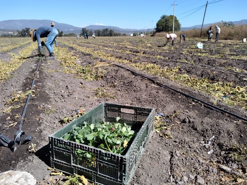 Agricultores esperan heladas para diciembre