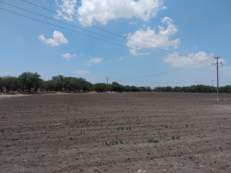 Agricultores guanajuatenses enfrentan situación crítica por bajas lluvias