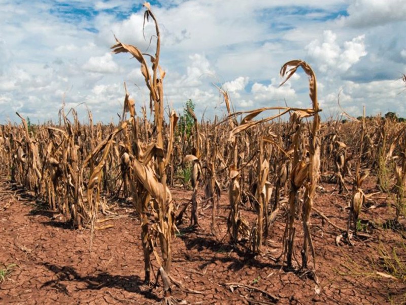 Agricultores no pagaron seguro contra daños catastróficos