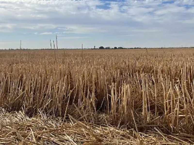 Agricultores piden apoyo urgente ante riesgo de otro ciclo perdido