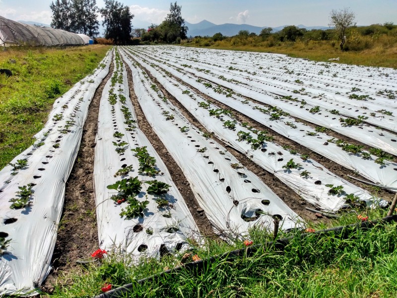 Agricultores piden financiamientos accesibles para mitigar crisis económica