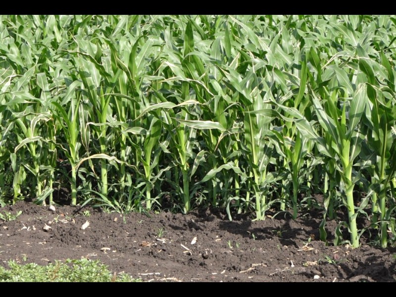 Agricultores piden que se mantengan precios de los granos