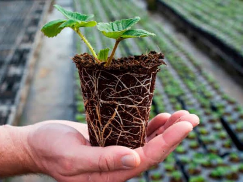 Agricultores piden regulación fitosanitaria para importar plántulas de fresa 