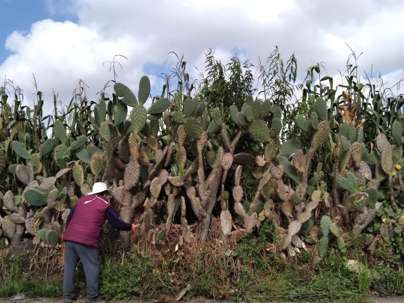 Agricultores pierden sus cosechas derivado de las lluvias