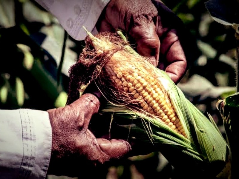 Agricultores requieren apoyos económicos y financiamientos para comprar maquinaria