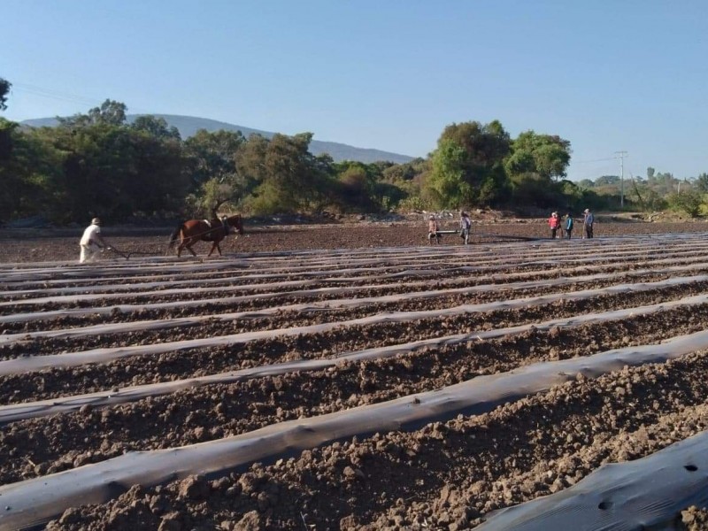 Agricultores siguen sin poder acceder a programas federales