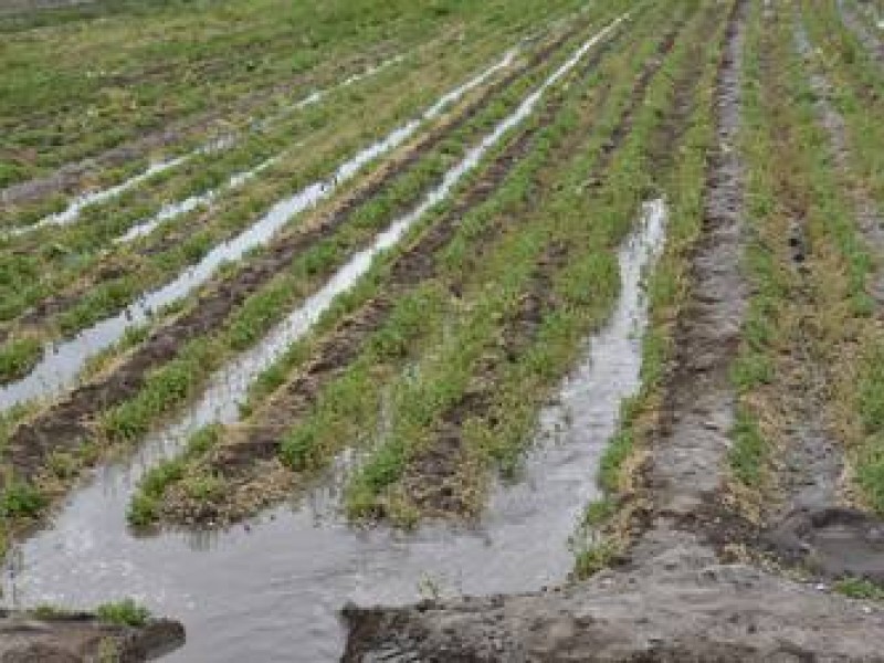 Agricultores sobrellevan afectaciones por las lluvias
