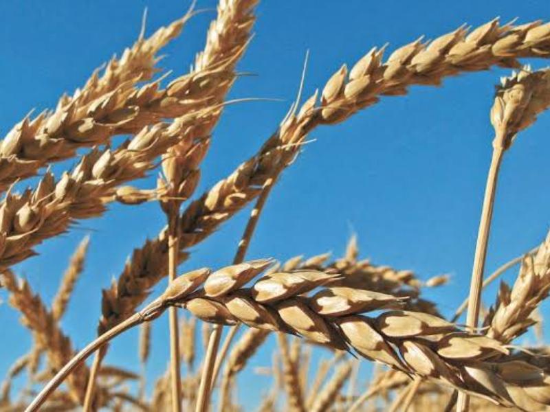 Agricultores tienen puestas las esperanzas en el invierno con horas frío