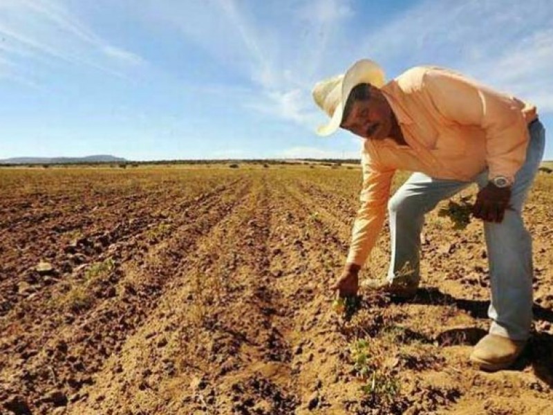 Agricultores: urgente definir cultivos por falta de precios y agua